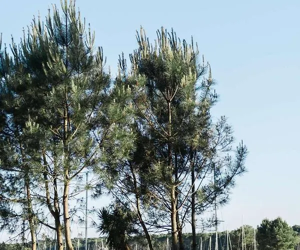 فيلة Duplex 4 Pers A 200 M Du De Navarrosse